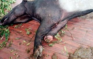 Kaki Tapir Putus Kena Jerat, Tim BBKSDA Riau Evakuasi Satwa Langka di Lahan Konsesi