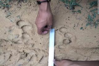Sst! Ada Jejak Harimau di sekitar Kebun Sawit di Pelalawan