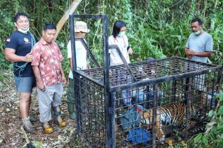 Misteri Harimau Mangsa Warga Siak