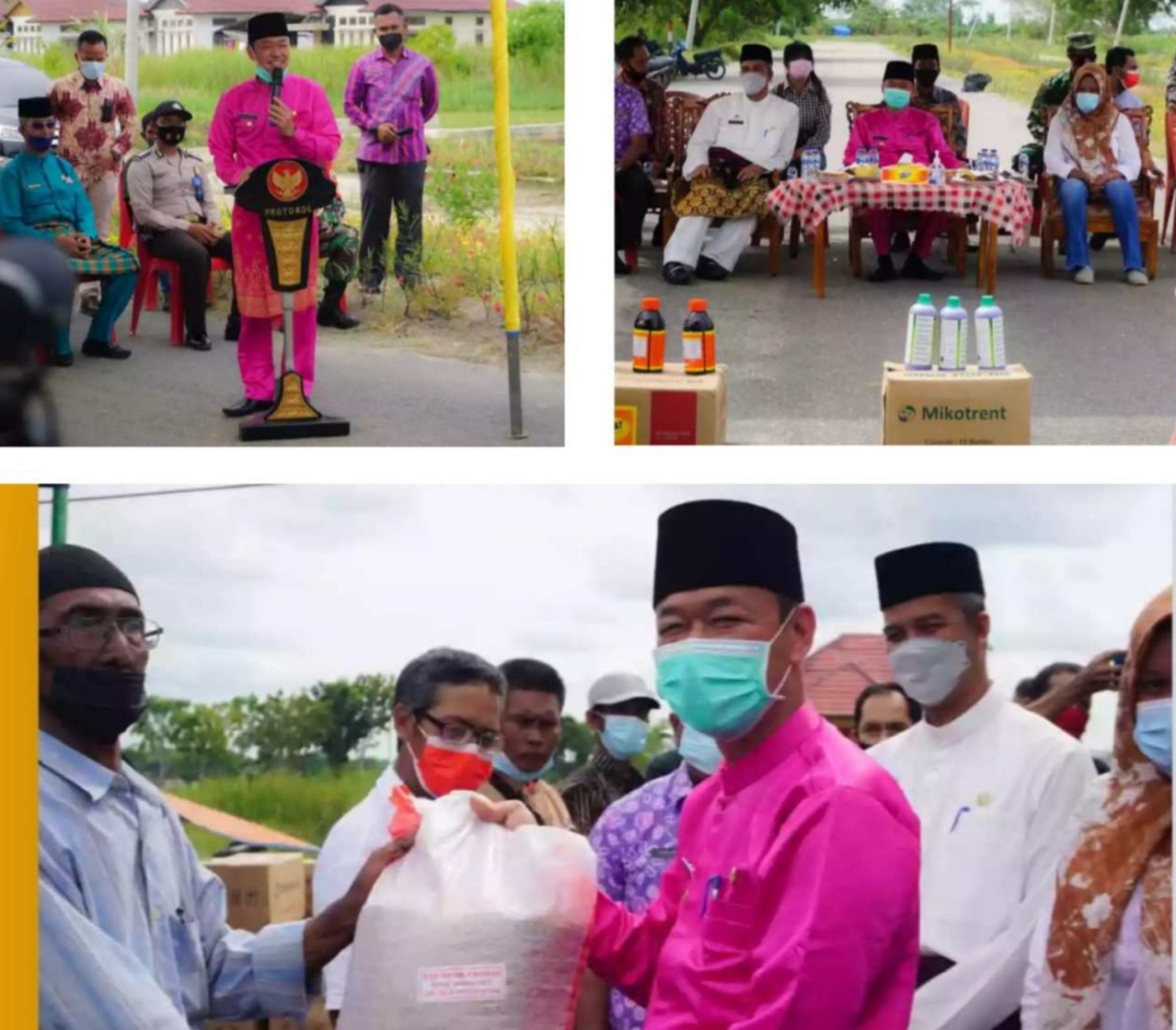 Dukung Swasembada Beras, Bupati Rohil Serahkan Benih Padi Secara Simbolis