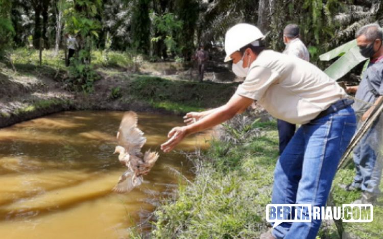Peternak Desa Bagan Limau Terima Bantuan CSR 95 Ekor Bebek