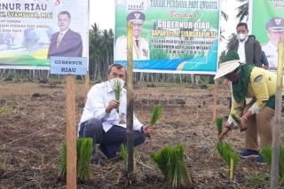 Hamparan Padi Menghijau di Meranti