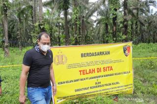 YLBHR: Ada oknum Pejabat KemenPUPR di Riau Berkebun Sawit 60 Ha di Konsesi!