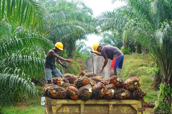 Sawit Masuk Kawasan Hutan? Ini Kata Disbun Riau