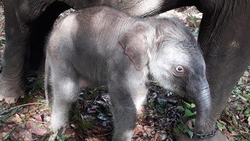 Berusia Setengah Abad, Ria Melahirkan Bayi Gajah Jantan
