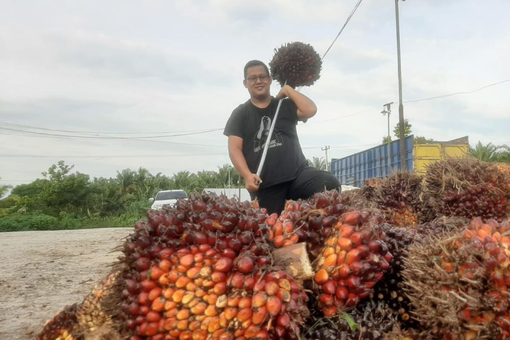Terlalu Nyaman, Harga Sawit Pun Menukik Tajam