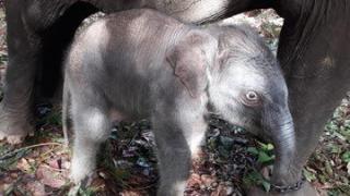 Berusia Setengah Abad, Ria Melahirkan Bayi Gajah Jantan