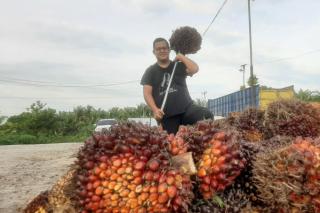 Terlalu Nyaman, Harga Sawit Pun Menukik Tajam