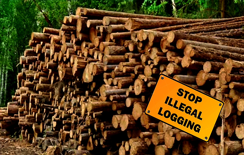 Hutan Eks areal PT WSSI Ditebangi, YLBHR Tuding DLHK Riau Tutup Mata, Murod: Tanya BPHP..