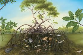 Riau Jadi Target Utama Rehabilitasi Lahan Mangrove