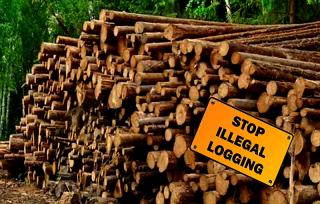 Hutan Eks areal PT WSSI Ditebangi, YLBHR Tuding DLHK Riau Tutup Mata, Murod: Tanya BPHP..