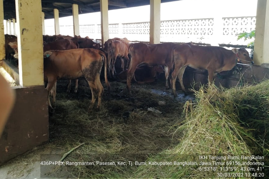Riau Kecewa Sapi Bantuannya Mati Sia-sia di Madura