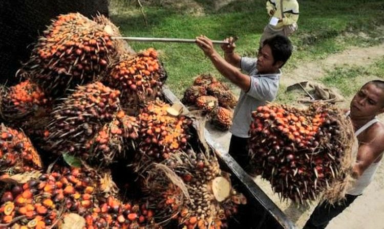 Awal Puasa, Harga Sawit di Riau Naik Tipis