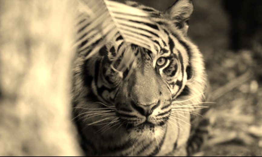 Harimau