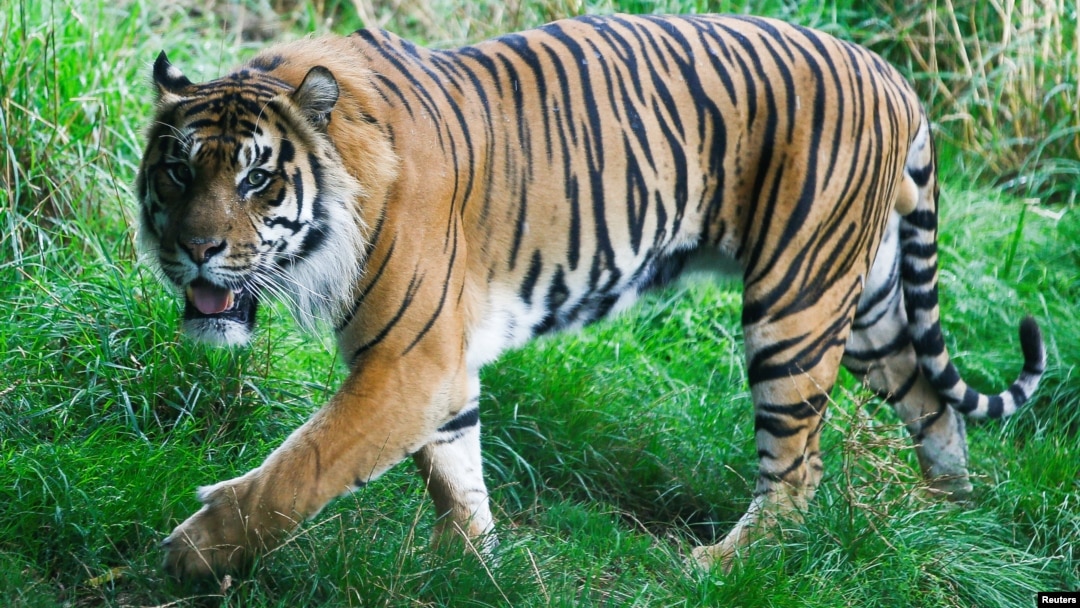 Begini Jawaban Polisi Terkait Harimau Dan Ketakutan Warga Desa Tasik Bengkalis Sewa Bodyguard