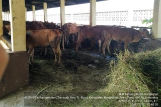 Riau Kecewa Sapi Bantuannya Mati Sia-sia di Madura