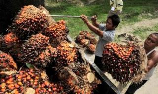Awal Puasa, Harga Sawit di Riau Naik Tipis