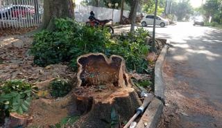 Kadiskominfo Riau Suruh Tebang Pohon Pelestari Jalan, Pengamat: Pidana Merusak Lingkungan!