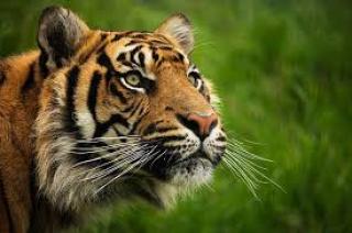 Harimau Berkeliaran, Desa Tasik Serai Bengkalis Mencekam!