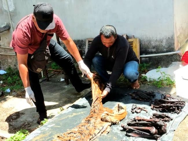 Mantan Bupati Ditangkap karena Terlibat Penjualan Kulit Harimau