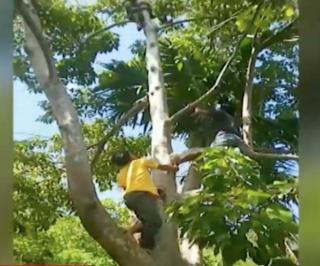 Petani Cabai Nyaris Tewas Dimangsa Harimau, Kaki Luka Parah