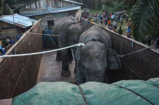 Dua Gajah Jantan di Inhu Dipindahkan ke Jambi, Ini Alasannya