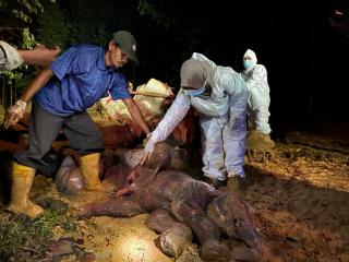 Kasihan! Gajah yang Ditemukan Mati di Riau Ternyata Lagi Bunting 22 Bulan