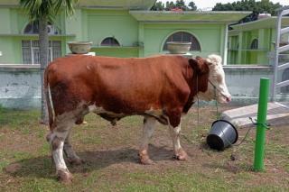 Pusvetma Mulai Produksi Vaksin, Kementan Optimis Indonesia Bebas PMK