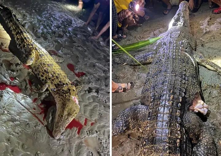 Ada Warga Tewas Dimangsa, 2 Ekor Buaya Mati Dibantai