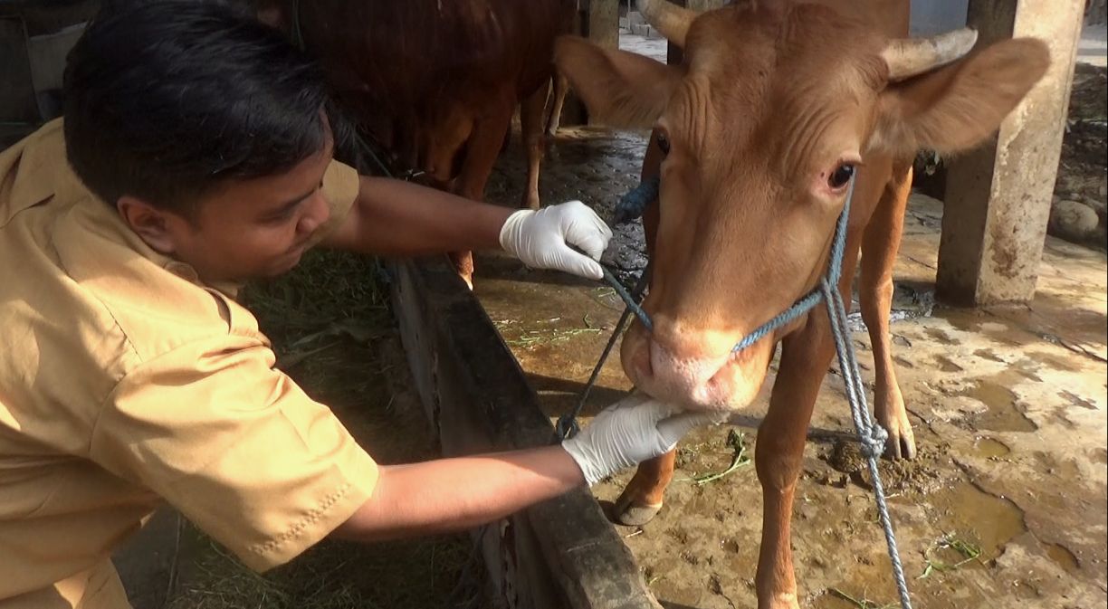 5 Ekor Sapi di Bengkalis Suspek PMK, Sampel Darah Dikirim ke Sumbar