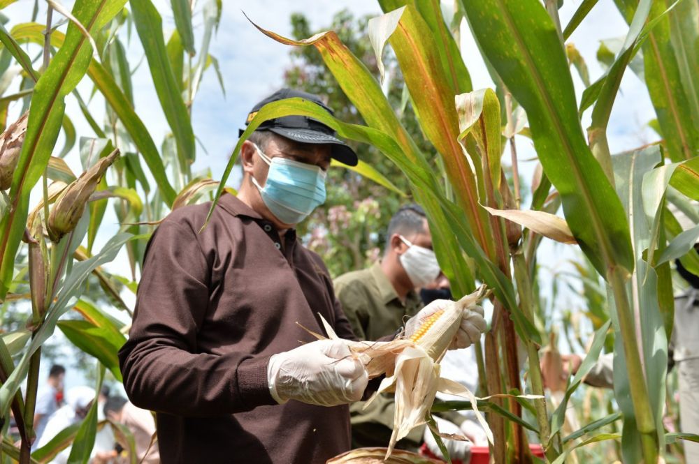 Gubri akan Tanam Jagung di Lahan Seluas 2.000 Hektare di Kampar Kiri