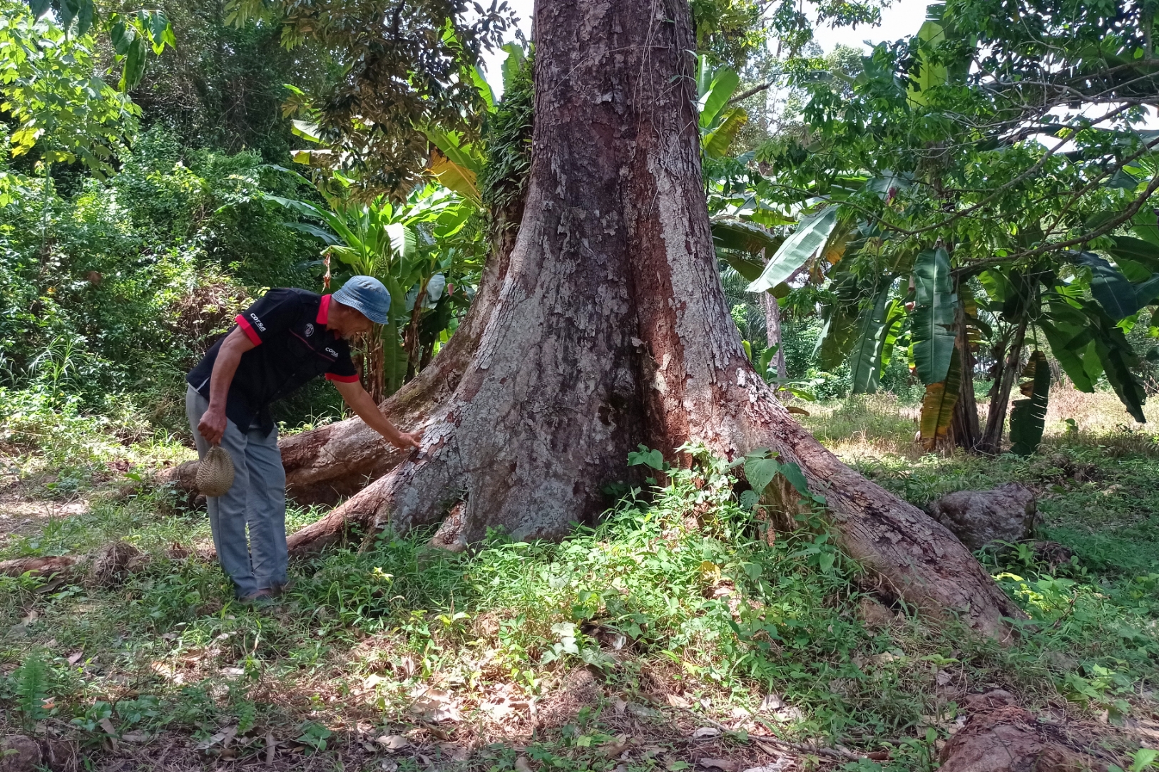 Bertandang ke Kebun Durian Pusaka di Desa Senderak Bengkalis Milik Pak Lung