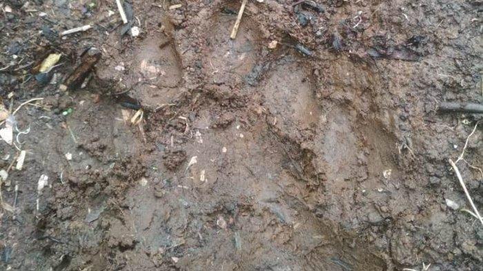 Mencekam! Harimau Muncul di Ladang, 7 Anjing Milik Petani Mati Dimangsa