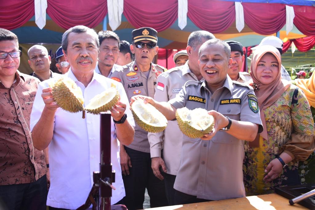 Gubri Syamsuar Hadiri Gebyar Makan Durian Bantan