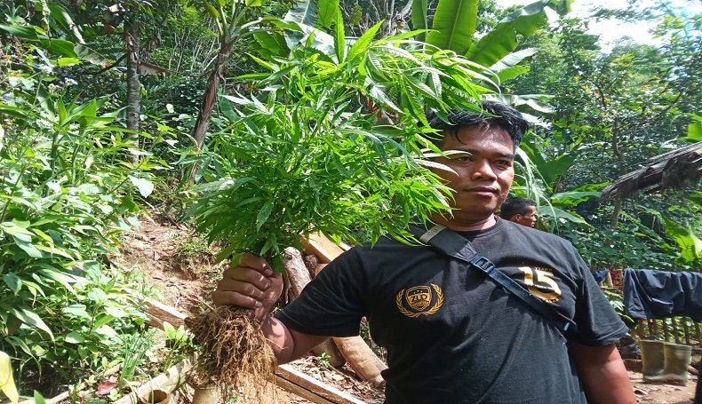Pencari Madu Hitam Temukan Lahan Ganja di Kawasan Pegunungan, Luasnya 10 Hektare