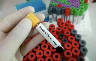 Waspada! Ada Virus Hendra, Katanya Lebih Mematikan dari Covid-19