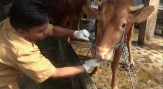 5 Ekor Sapi di Bengkalis Suspek PMK, Sampel Darah Dikirim ke Sumbar
