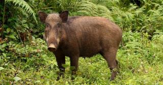 Masuk ke Permukiman, Babi Hutan Serang Warga, 4 Orang Terluka