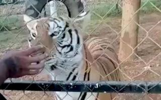 Ngeri! Beri Makan, Penjaga Kebun Binatang Tewas Diterkam Harimau
