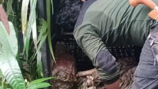 Ada Sapi Dimangsa Harimau, BKSDA Minta Warga Tetap Waspada