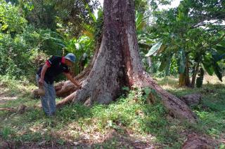 Bertandang ke Kebun Durian Pusaka di Desa Senderak Bengkalis Milik Pak Lung
