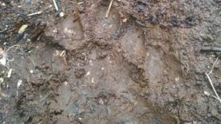 Mencekam! Harimau Muncul di Ladang, 7 Anjing Milik Petani Mati Dimangsa