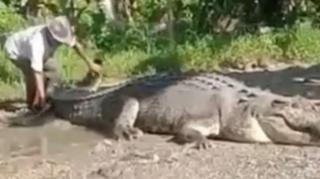 Geger! Warga Tangkap Buaya Raksasa, Panjangnya 4,3 Meter, Berat 1 TonÂ 