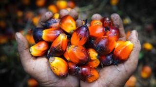 Turun Lagi, Harga TBS Kelapa Sawit di Riau Rp1.865,10 per Kg