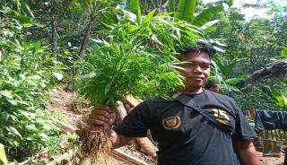 Pencari Madu Hitam Temukan Lahan Ganja di Kawasan Pegunungan, Luasnya 10 Hektare