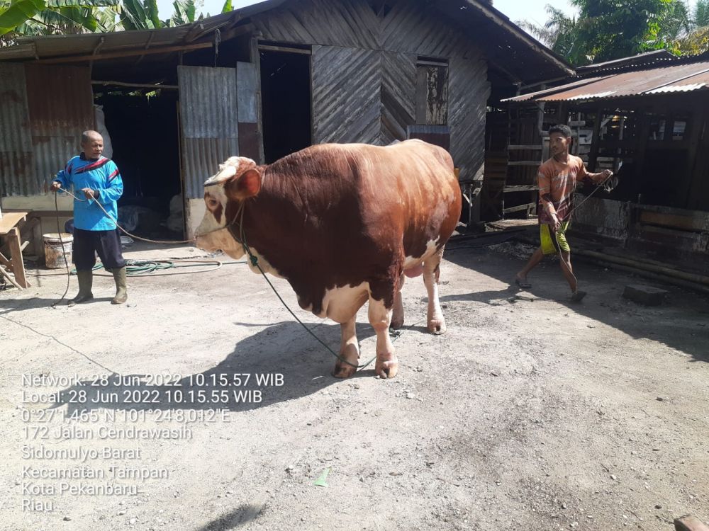 Harganya Rp70 Juta, Ini Penampakan Sapi Kurban Bantuan Presiden untuk Riau