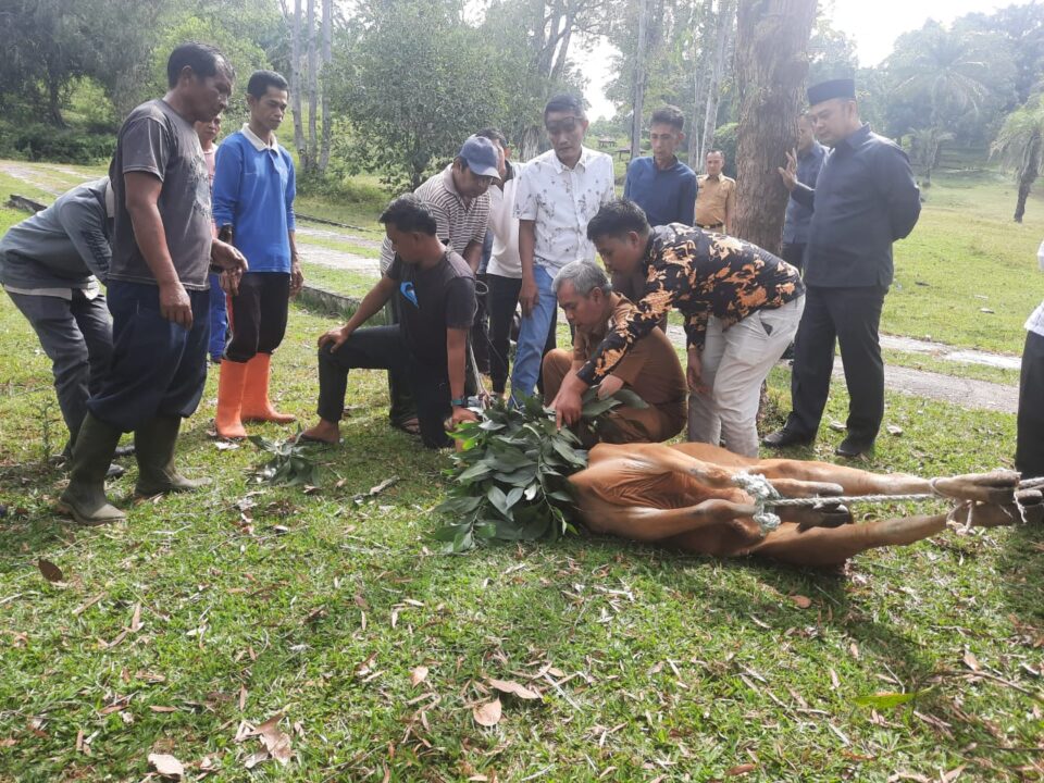 Pj Bupati Kamsol Sembelih Hewan Kurban JMSI Kampar