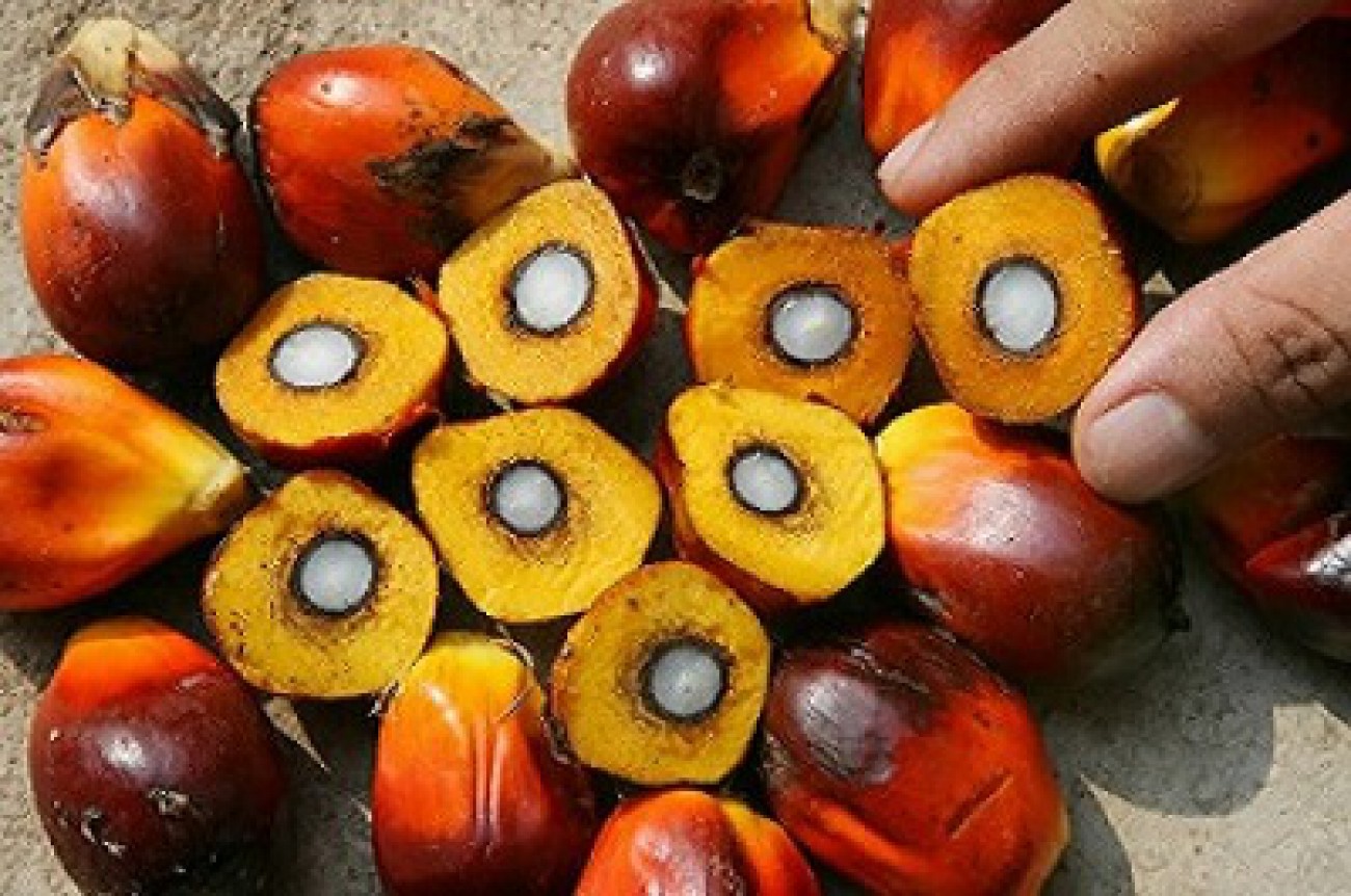 Turun Lagi, Harga TBS Kelapa Sawit di Riau Rp 1.509,38 per Kg