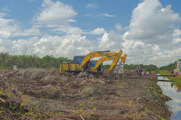 10 Kabupaten di Riau Dapat Bantuan Replanting Rp 330 Miliar