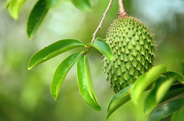 Bisa untuk Mengobati Maag, Ini Manfaat Daun Sirsak bagi Kesehatan